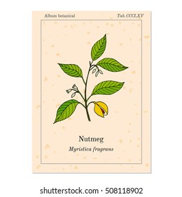Kitchen spices. Nutmeg. Hand drawn vector illustration