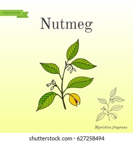 Kitchen spices. Nutmeg. Hand drawn botanical vector illustration