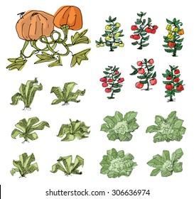 kitchen-garden - cartoon
