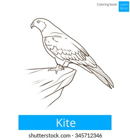 Kite bird learn birds educational game coloring book vector illustration