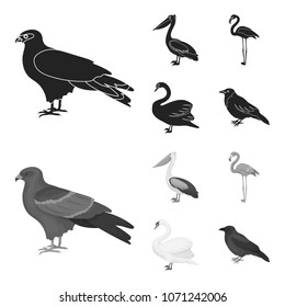 Kite, pelican, flamingo, swan. Birds set collection icons in black,monochrom style vector symbol stock illustration web.