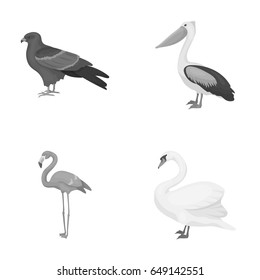 Kite, pelican, flamingo, swan. Birds set collection icons in monochrome style vector symbol stock illustration web.