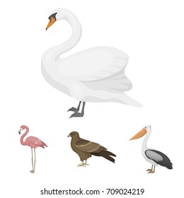 Kite, pelican, flamingo, swan. Birds set collection icons in cartoon style vector symbol stock illustration web.