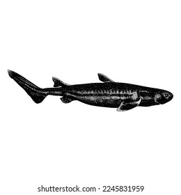 Vector de dibujo a mano kitefin Shark aislado en fondo blanco.