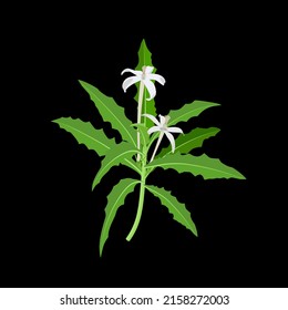 Kitolod flower scientific name Isotoma longiflora, isolated on a dark background. vector illustration.