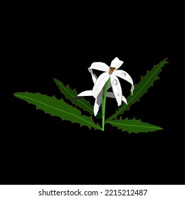 Kitolod leaf extract with the scientific name Isotoma longiflora as a medicinal herb for the eyes, vector illustration