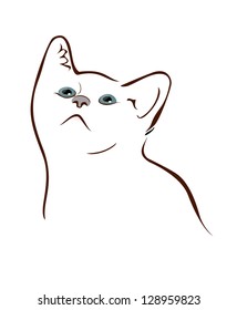 Kitten