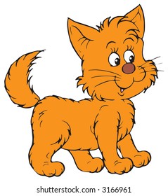 Kitten