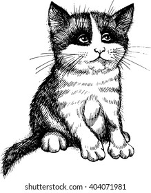 kitten