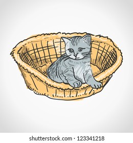 Kitten in Basket - Small furry kitten inside brown basket isolated on white background