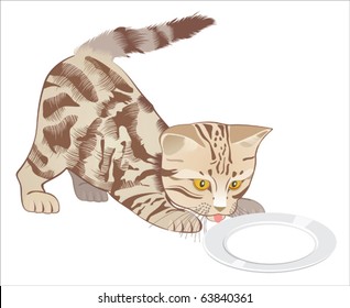 kitten drinks milk from a saucer
