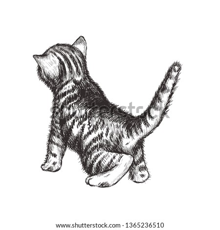Kitten hand drawing vector illustration. Kitten sketch. Curious kitten