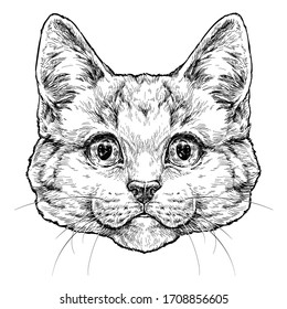 Kitten hand drawn portrait. Vector illustration isolated on white