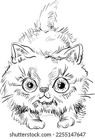 Gatito. Ilustración vectorial dibujada a mano sobre fondo transparente. Esbozo