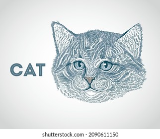 Kitten head, cat portrait, drawn in a graphic style.