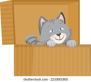 Kitten hide in box. Playing cat. Cute pet