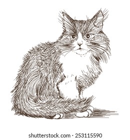 kitten lines drawing on white
