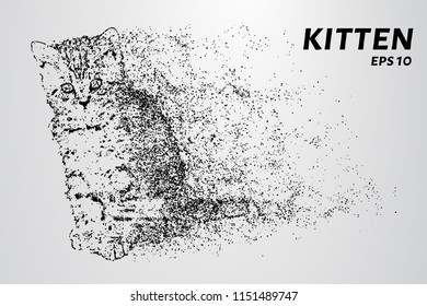 Kitten of the particles. The kitten consists of circles and dots