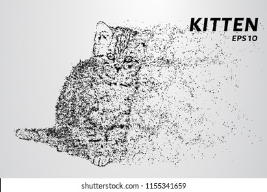 Kitten of the particles. The kitten consists of circles and dots