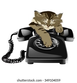 Kitten and phone
Kitten asleep on the phone