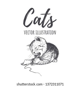 Kitten playing with a bow. Kitten vector illustration. Cat hand drawing