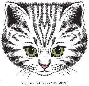 Kitten portrait: Vector sketch of a stylized cat's face