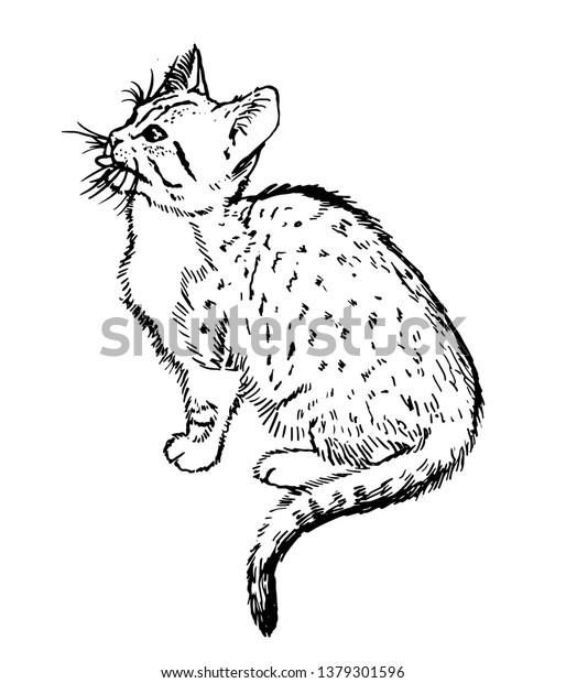 Kitten Stuck Out His Tongue Vector Stock Vector Royalty Free 1379301596 Shutterstock