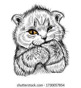 Сute kitten sucks paw. Wall stickers
