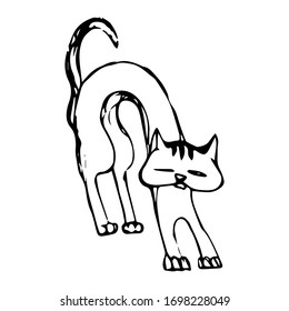 Kitten. Vector sketch of a robber yard cat, close-up, displeased, contemptuous expression of the muzzle, hand drawn, grim outline, isolated on white background