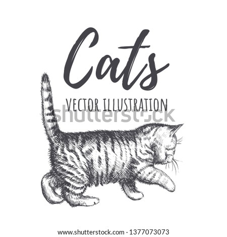 Kitten walks vector illustration. Kitten sneaks, cat silhouette, tabby cat. Cat cute hand drawing