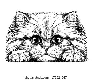 Kitten. Wall sticker. Black and white, graphic, artistic drawing of a cute fluffy kitten.