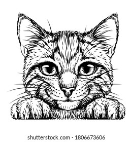 Kitten. Wall sticker. Black and white, graphic, artistic drawing of a cute striped kitten is pretty squinting.