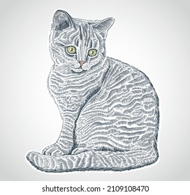 Kitty drawn in a graphic style, as an element for the design of packaging for animal feed.