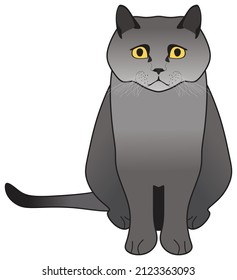 kitty grey shorthair british cat vector drawing on isolated white background cute comic mammal animal character pet pose love concept logo sign icon symbol illustration gray funny happy face kitten