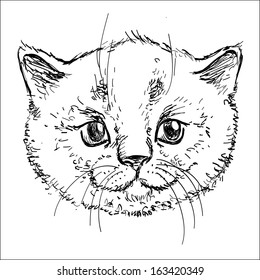 Kitty in vector on white background, cat hand drawn, pretty sketchy illustration isolated