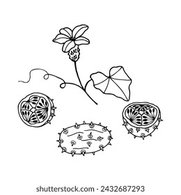 Kiwano, fruta de la flor. Ilustración de stock de vectores eps10. Aislar sobre fondo blanco, contorno, dibujo a mano.