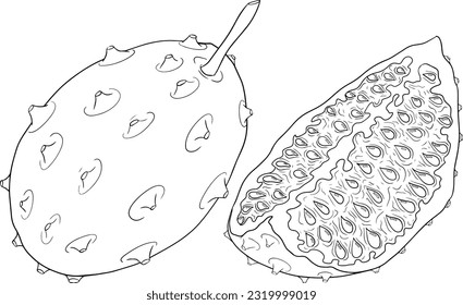 Kiwano fruits, cucumis metulifer, horned melon. Vector hand drawn, line, coloring pages illustration on white background.