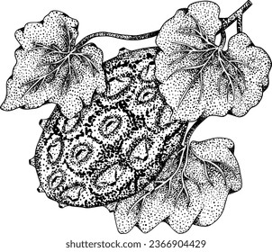 Kiwano fruits, cucumis metulifer, horned melon. Vector hand drawn, engraving illustration