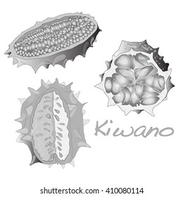kiwano melon vector on white background
