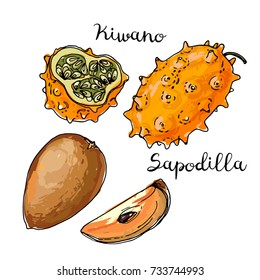 Kiwano, sapodilla. Fruits drawn by a line on a white background. Fruits from Thailand. Food sketch lines.