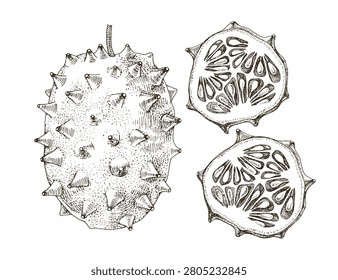 Kiwano tropical fruit vector illustration