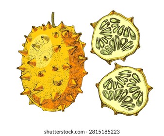 Kiwano tropical fruit vector illustration