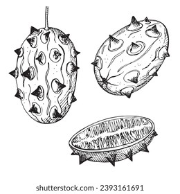 Kiwano Vektorgrafik. Handgezeichnete exotische Frucht aus Kiwano- oder Hornmelone, ganze Früchte mit Stacheln und Scheiben auf isoliertem Hintergrund. Ernte, Essen, Nachtisch. Für Design, Logo, Karte