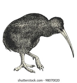 Kiwi (apteryx australis) - vintage engraved illustration - "Dictionnaire encyclopÃ?Â©dique universel illustrÃ?Â©" By Jules Trousset - 1891 Paris