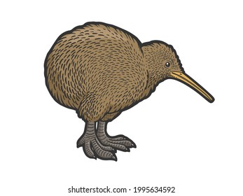 kiwi bird drawing