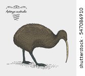 kiwi bird engraved, hand drawn vector illustration in woodcut scratchboard style, vintage drawing australian and new zealand species. apteryx australis.