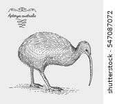 kiwi bird engraved, hand drawn vector illustration in woodcut scratchboard style, vintage drawing australian and new zealand species. apteryx australis.