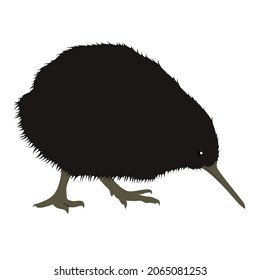 Kiwi bird, Genus Apteryx is a flightless bird that can be found in New Zealand.