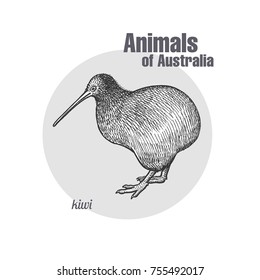 Kiwi bird hand drawing. Animals of Australia series. Vintage engraving style. Vector illustration art. Black and white. Object of nature naturalistic sketch.