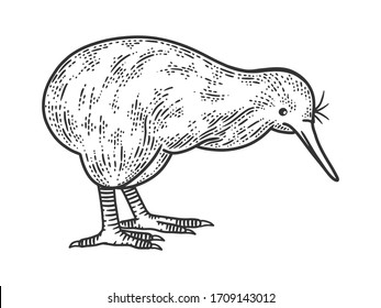 Kiwi Bird Billeder Stock Fotos Og Vektorer Shutterstock